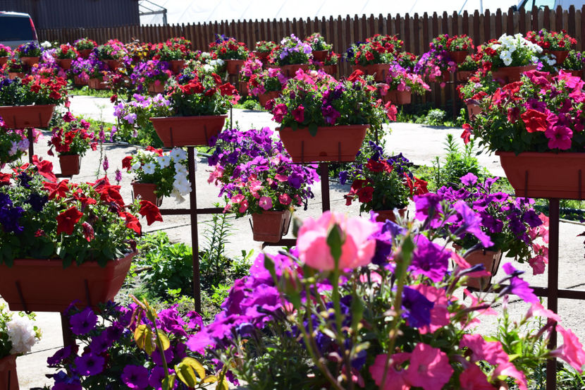  - FLORILE MELE 2019