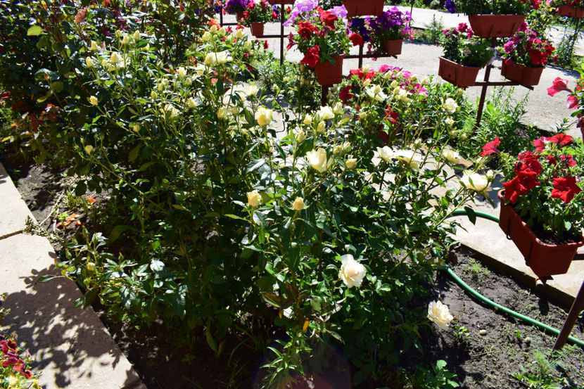  - FLORILE MELE 2019