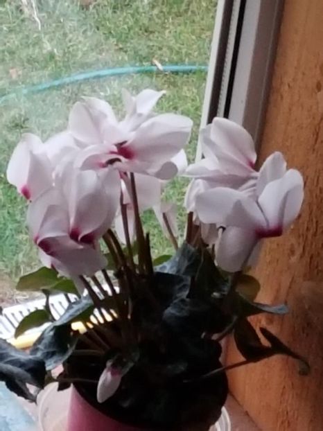 thumbnail (36) - CICLAME 2019