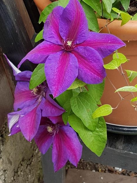 thumbnail (57) - CLEMATITE 2019