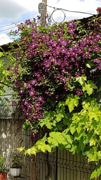 thumbnail (84) - CLEMATITE 2019
