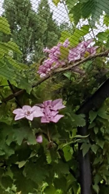 thumbnail - 2019-05-29T182725.051 - CLEMATITE 2019
