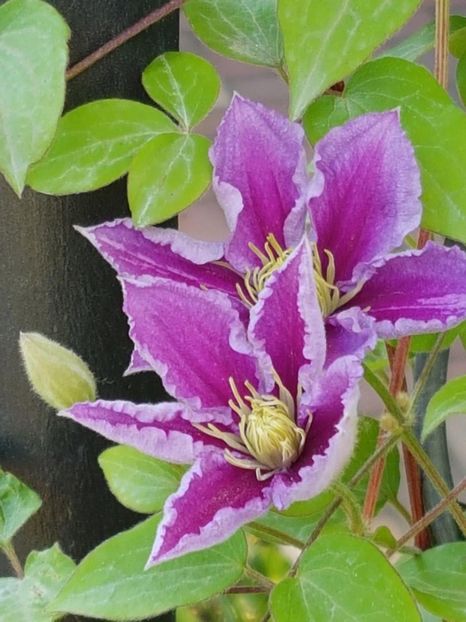thumbnail (42) - CLEMATITE 2019
