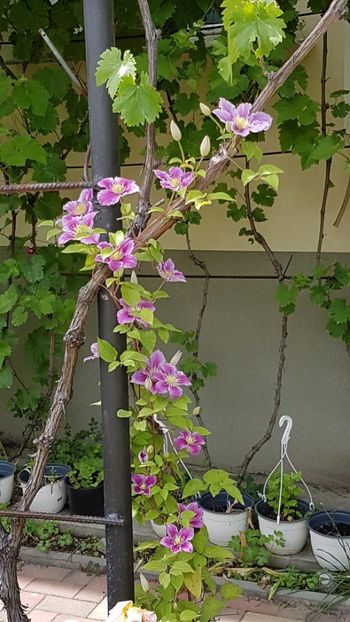 thumbnail (86) - CLEMATITE 2019