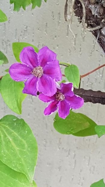 thumbnail (90) - CLEMATITE 2019