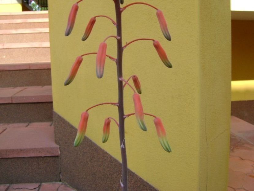 Aloe aristata, tija florala - Primavara 2019