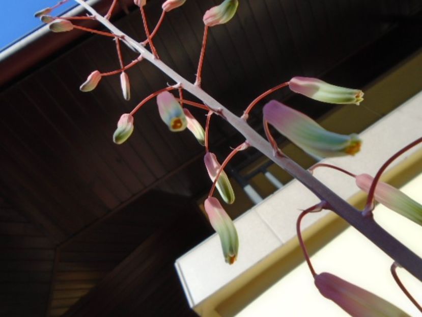 Aloe aristata, tija florala - Primavara 2019