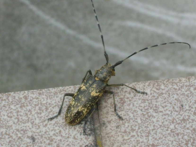 Insecta bizara - Primavara 2019
