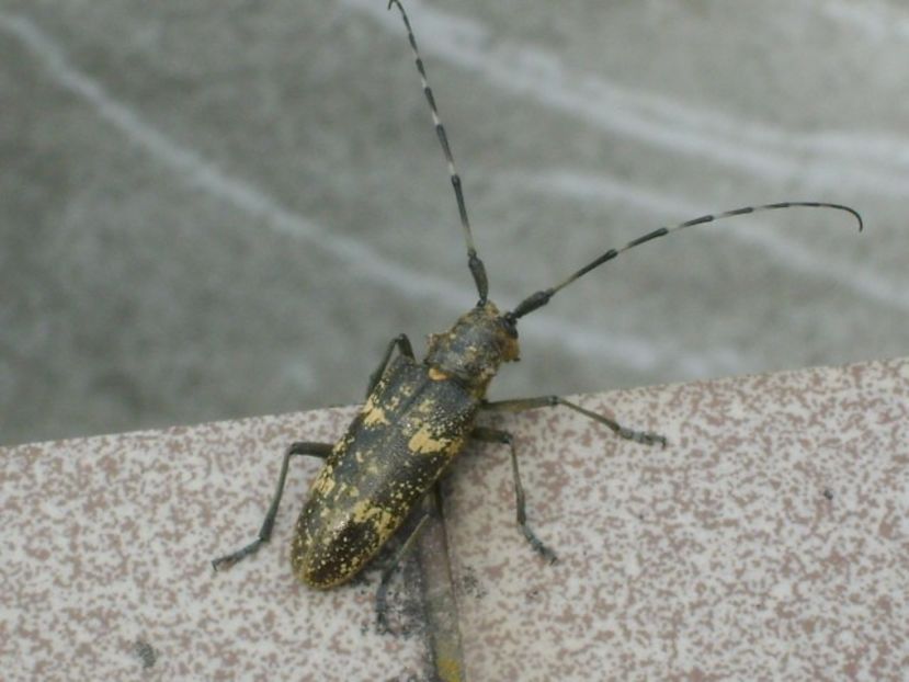 Insecta bizara - Primavara 2019