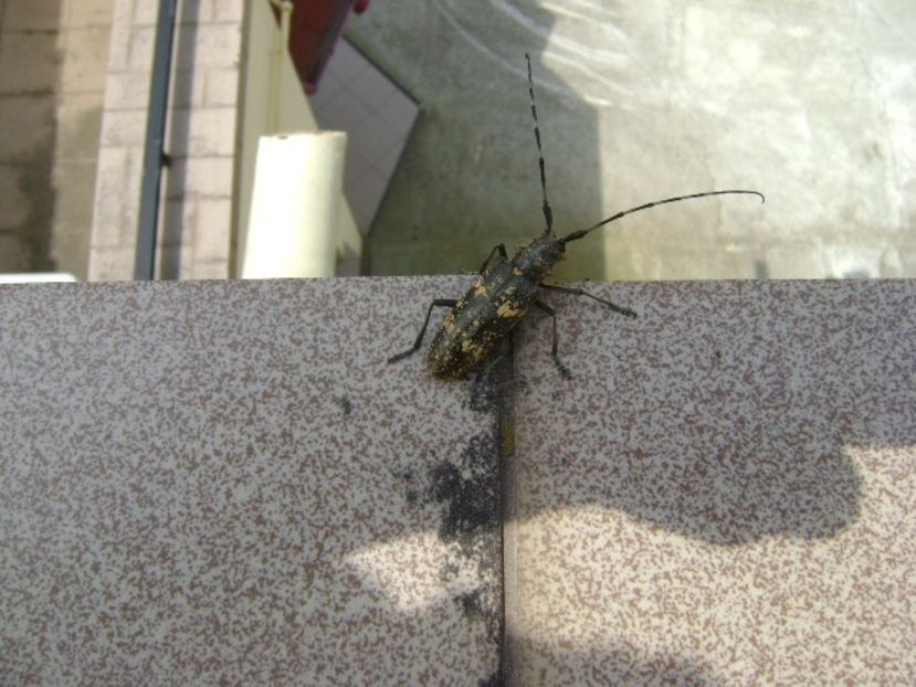 Insecta bizara - Primavara 2019