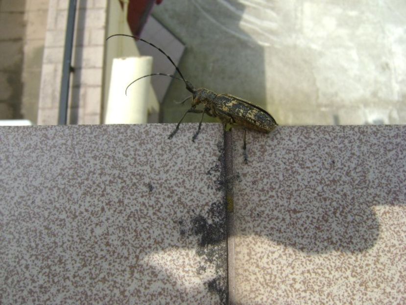 Insecta bizara - Primavara 2019