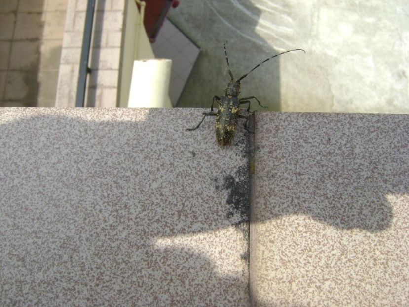 Insecta bizara - Primavara 2019