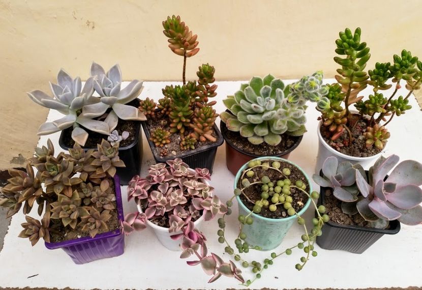 12lei buc. - Plante suculente de vanzare