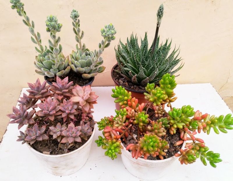 18lei buc. - Plante suculente de vanzare