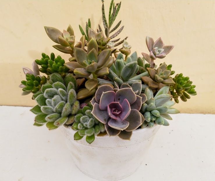 2o lei --12cm diametru - Plante suculente de vanzare