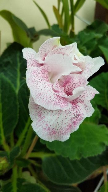 thumbnail - 2019-05-31T221443.906 - GLOXINIA 2019