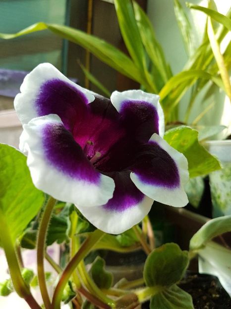 thumbnail (32) - GLOXINIA 2019