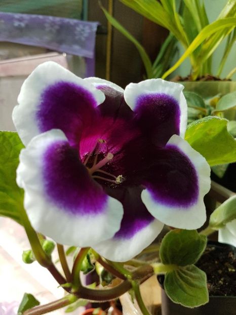 thumbnail (56) - GLOXINIA 2019