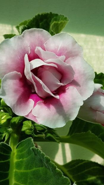 thumbnail (76) - GLOXINIA 2019