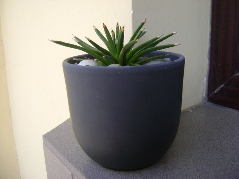 Agave albopilosa - Agave si Yucca 2019