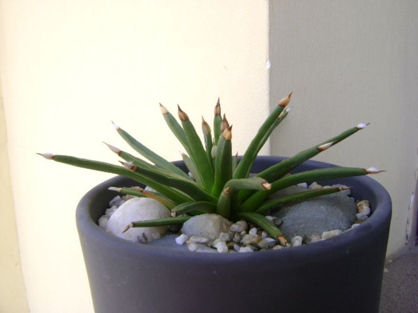 Agave albopilosa - Agave si Yucca 2019