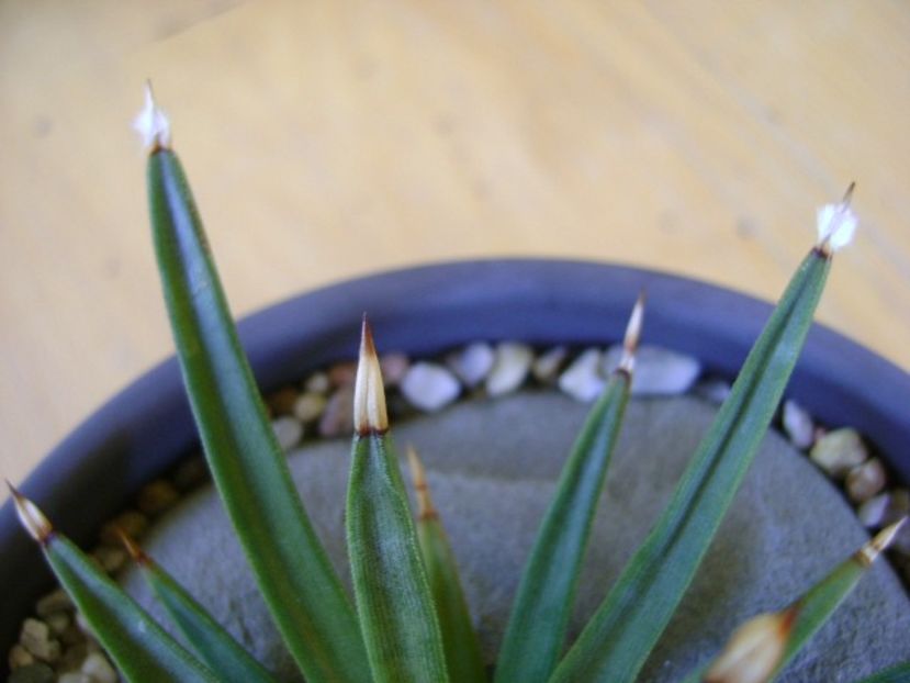 Agave albopilosa - Agave si Yucca 2019