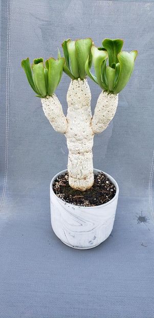 Euphorbia unispina - Whish list pentru viata urmatoare1