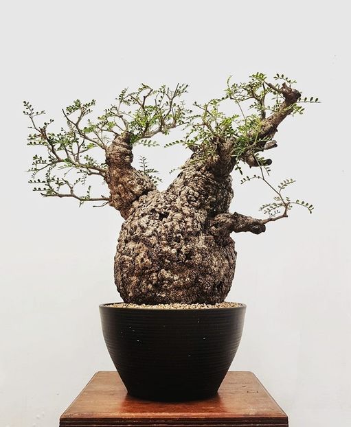 Operculicarya pachypus - Vase - aranjamente - accesorii