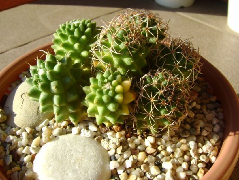 Mammillaria polythele cv. Stachellos & Mammillaria polythele ssp. obconella - Cactusi 2018 final de an