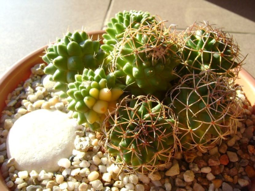 Mammillaria polythele cv. Stachellos & Mammillaria polythele ssp. obconella - Cactusi 2018 final de an