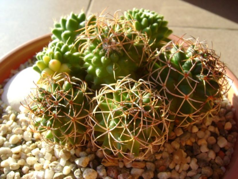 Mammillaria polythele cv. Stachellos & Mammillaria polythele ssp. obconella - Cactusi 2018 final de an