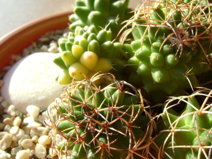 Mammillaria polythele cv. Stachellos & Mammillaria polythele ssp. obconella - Cactusi 2018 final de an