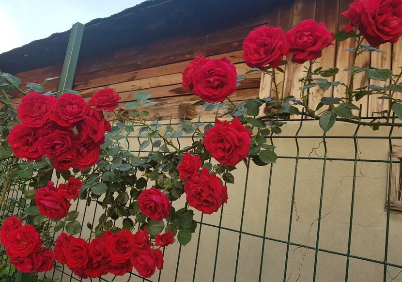  - U-GRADINA MEA