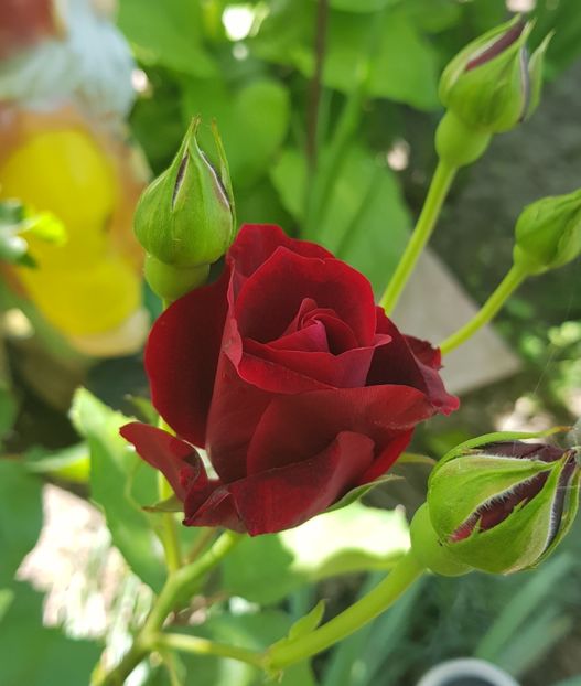  - U-GRADINA MEA