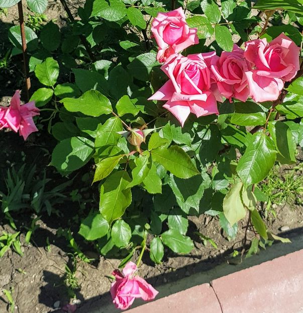  - U-GRADINA MEA