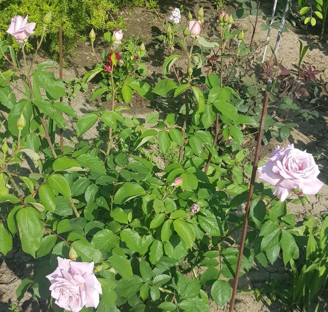  - U-GRADINA MEA