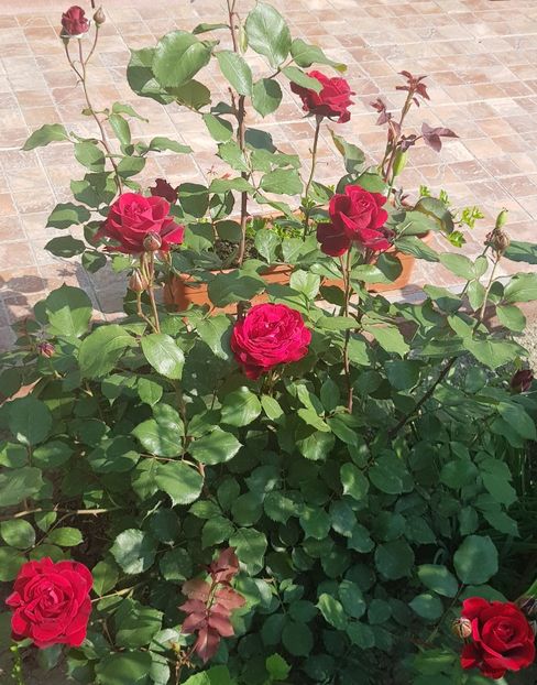  - U-GRADINA MEA