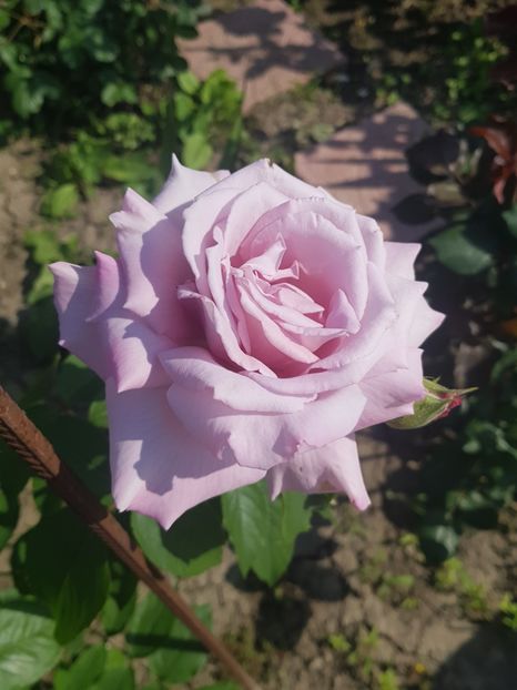  - U-GRADINA MEA