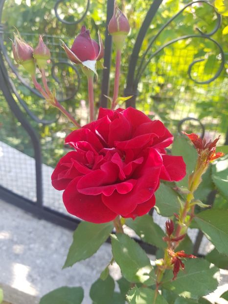 - U-GRADINA MEA