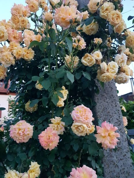  - U-GRADINA MEA