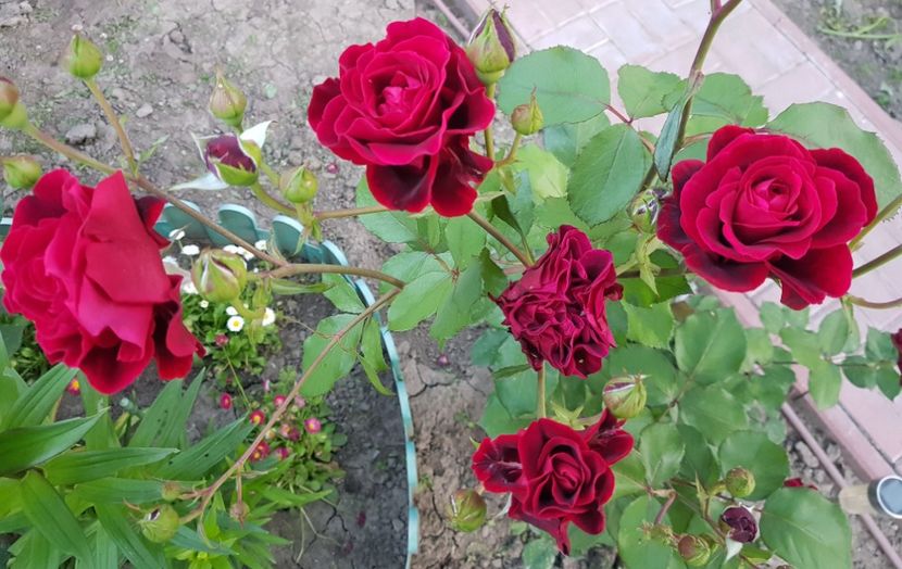  - U-GRADINA MEA