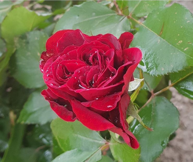 Screenshot - 26.05.2019 , 20_51_34 - U-GRADINA MEA