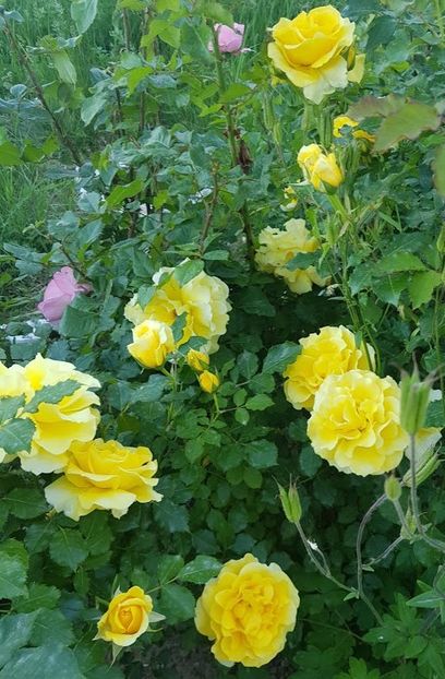  - U-GRADINA MEA