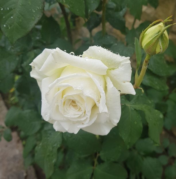  - U-GRADINA MEA