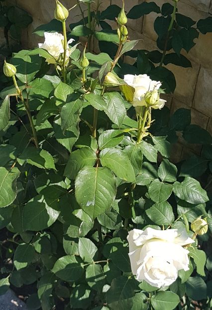  - U-GRADINA MEA