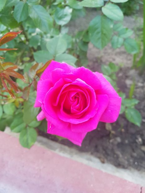  - U-GRADINA MEA