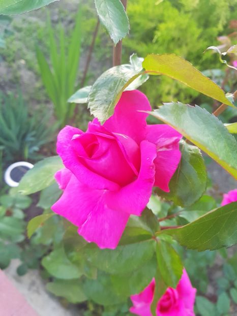  - U-GRADINA MEA