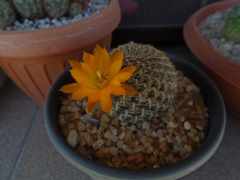 Rebutia arenacea - Cactusi 2019