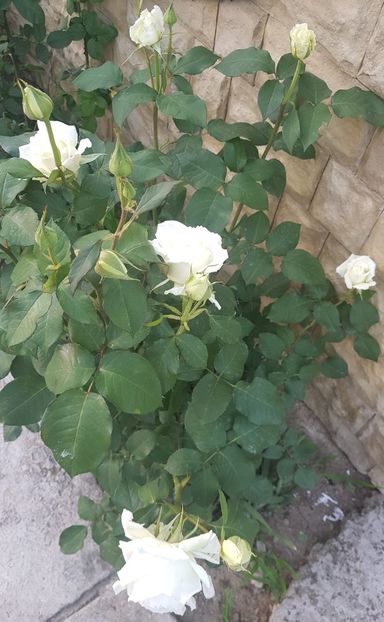  - U-GRADINA MEA