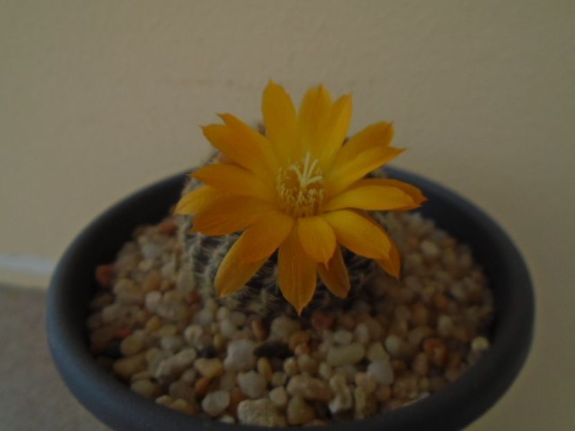 Rebutia arenacea - Cactusi 2019